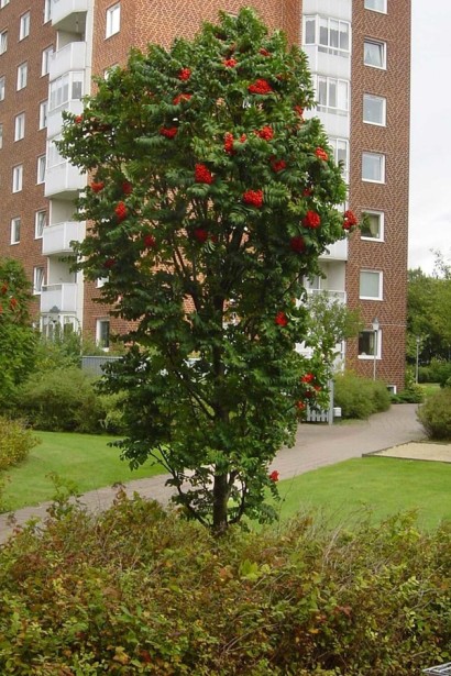 Горобина звичайна колоновидна Фастігіата – вертикальний декоративне дерево